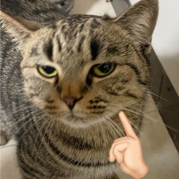 _tifanias_
